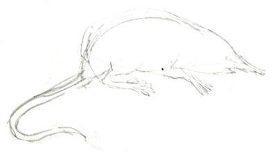 Выхухоль карандашом