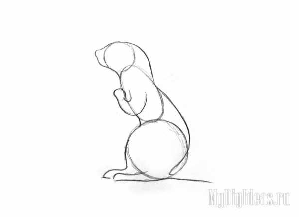 Сурикат раскраска для детей