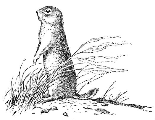 Суслик раскраска