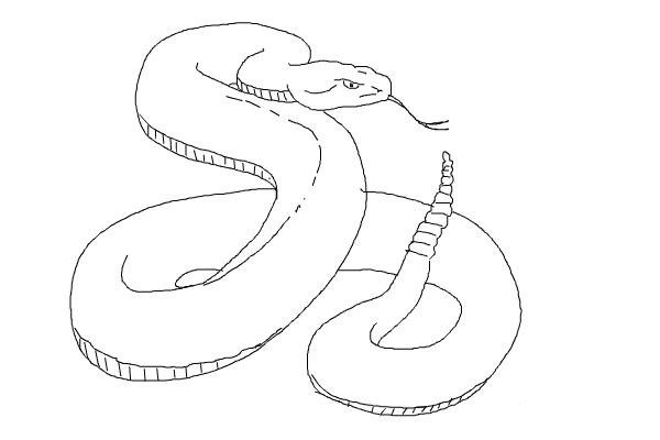 Гремучая змея рисунок карандашом