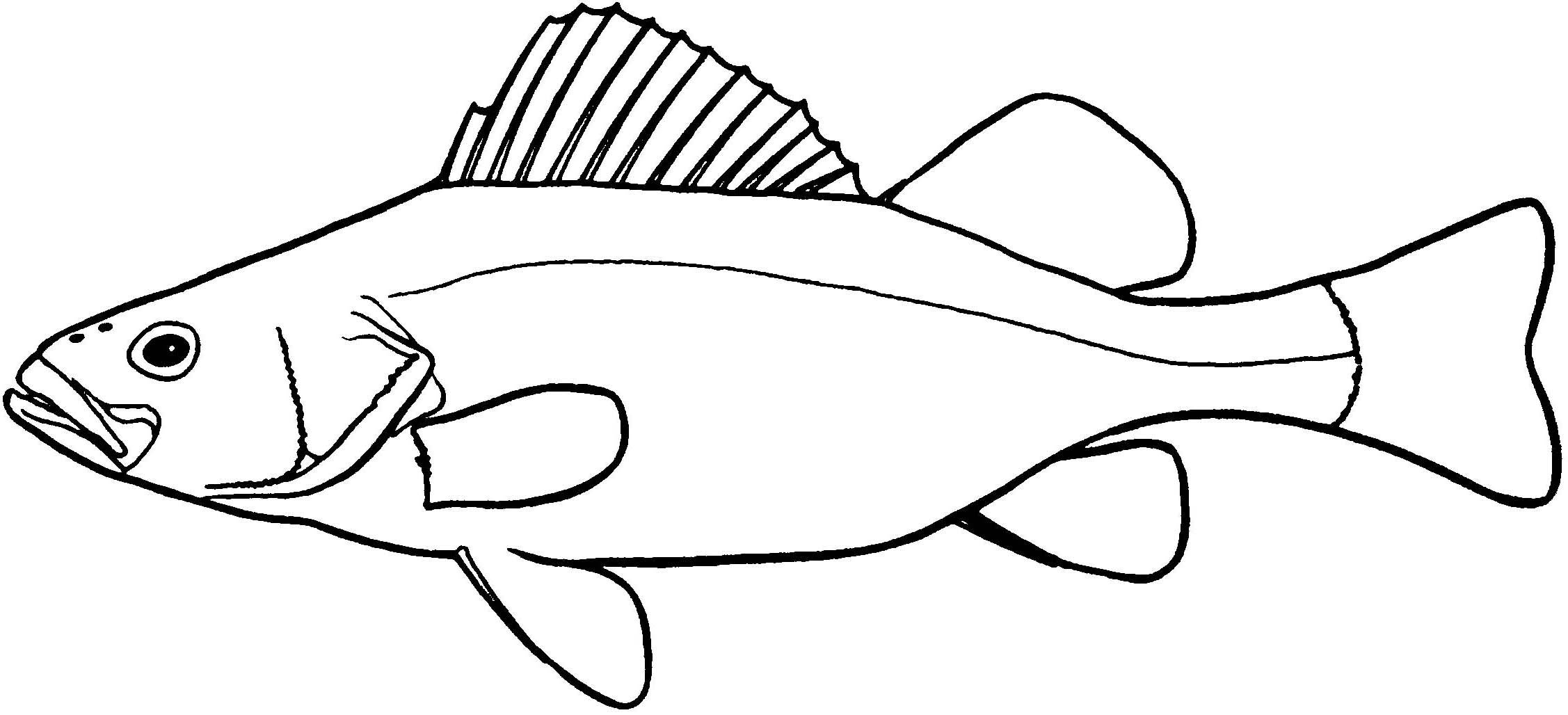 Раскраска рыба окунь