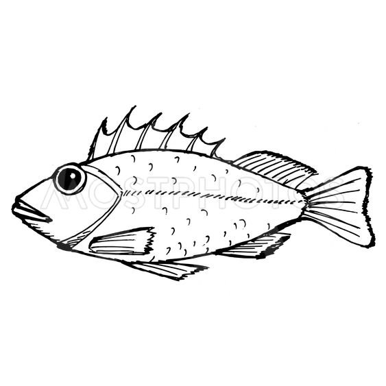 Щука акварелью