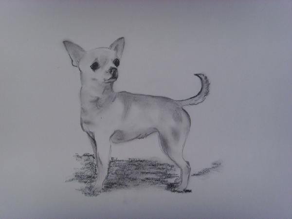 Анималистический Жанр карандашом легко