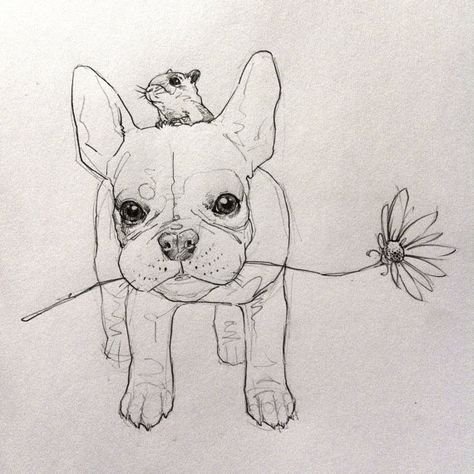Рисуем французского бульдога карандашом