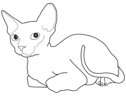 Раскраска Корниш рекс