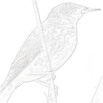 Поэтапное рисование скворца