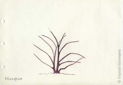 Поэтапное рисование кустарника