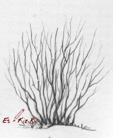 Кустарник карандашом