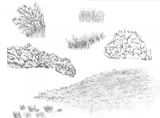 Кусты карандашом