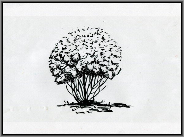 Кустарник рисунок карандашом