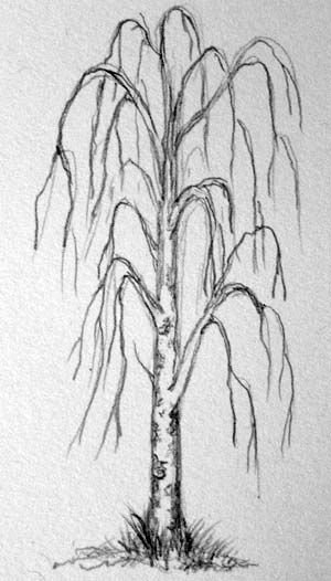Береза набросок
