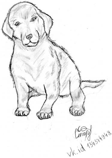 Поэтапный рисунок лабрадора
