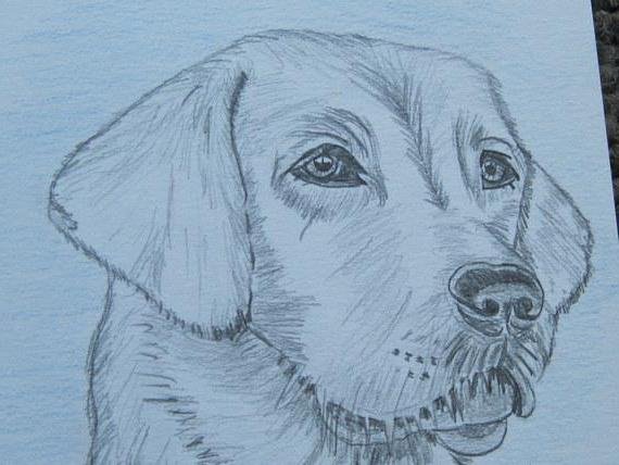 Портрет лабрадора карандашом