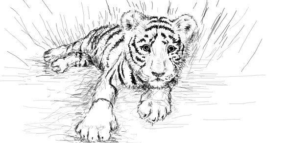 Рисунок Тигрёнка в полный рост карандашом