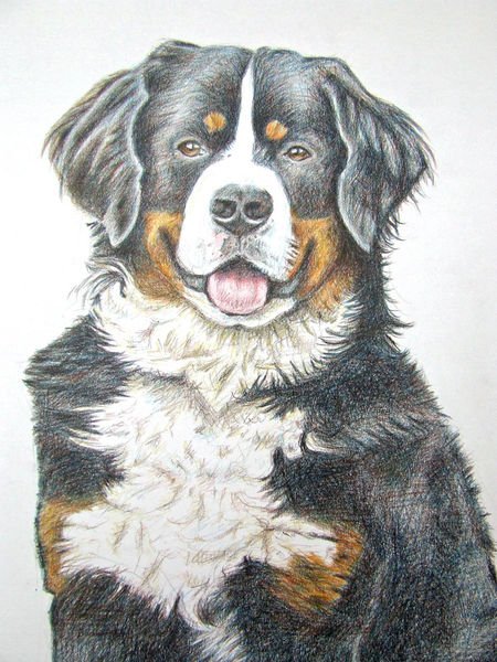 Бернский зенненхунд тату