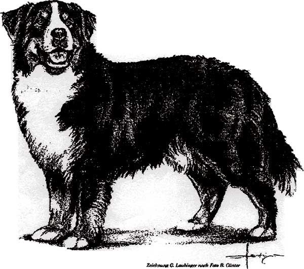 Бернский зенненхунд стандарт породы