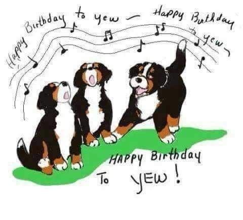 С днем рождения Бернский зенненхунд