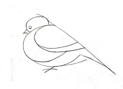 Этапы рисования птицы