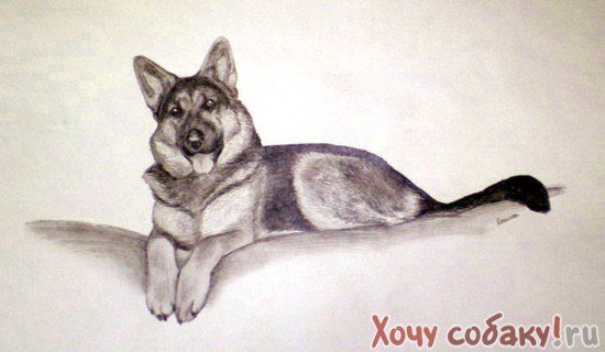 Рисование немецкая овчарка лежит