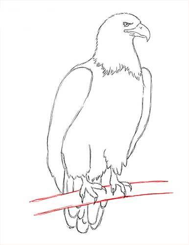 Поэтапное рисование орла карандашом