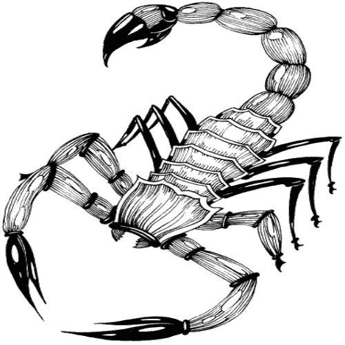 Скорпион простым карандашом