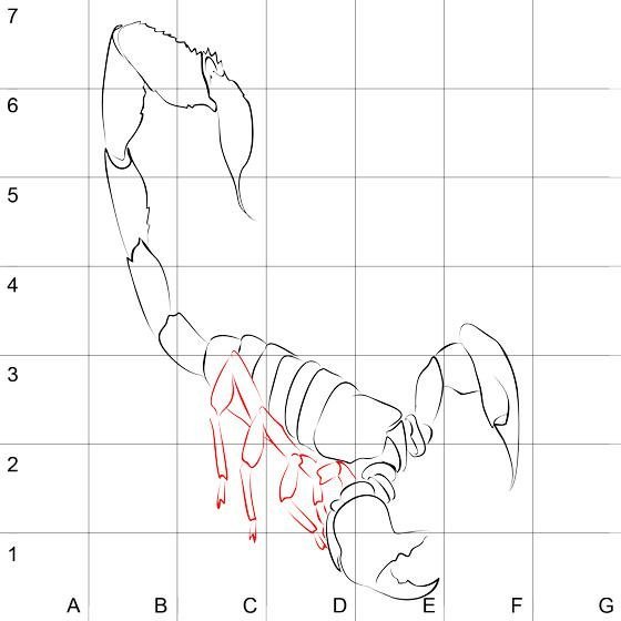 Скорпион рисунок