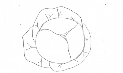 Капуста рисунок пошагово