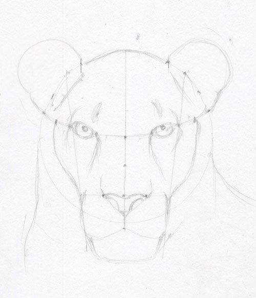 Пошаговое рисование Льва