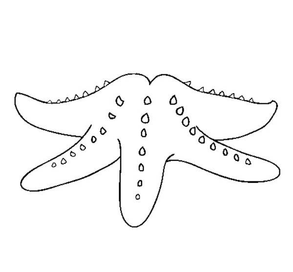 Как нарисовать морскую звезду