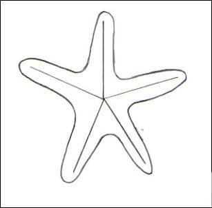 Морская звезда раскраска