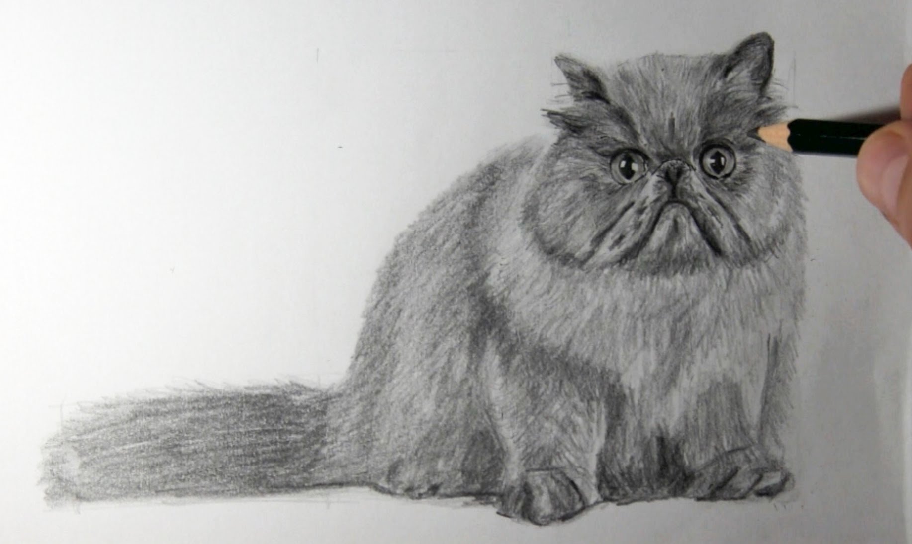 Персидский кот карандашом