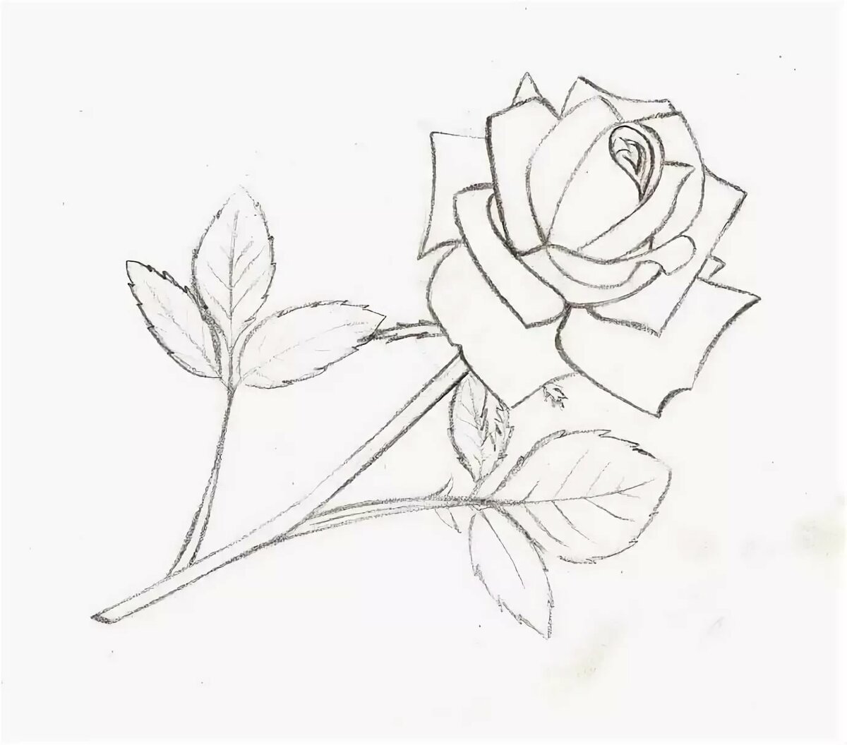 Рисунки карандашом цветы розы