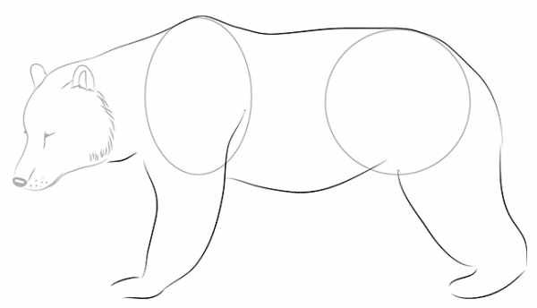 Бурый медведь рисунок