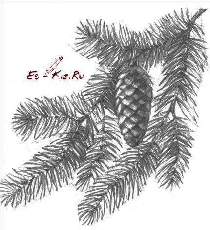 Шишка сосны раскраска