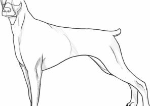 Лёгкие рисунки карндашём Доберман