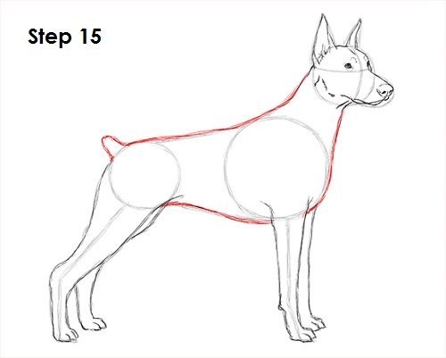 Доберман вид сбоку рисунок