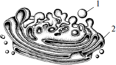 Аппарат Гольджи рисунок схематично