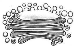 Аппарат Гольджи строение без подписей