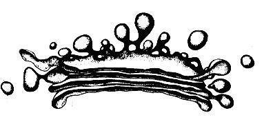 Комплекс гольджи рисунок легкий карандашом (46 фото)