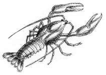 Пресноводный рачок рисунок