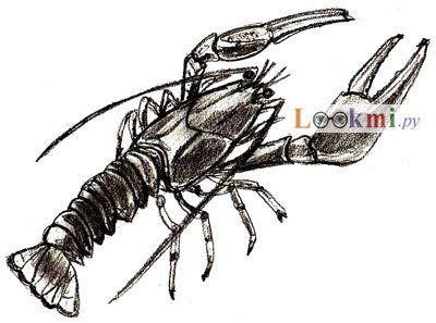 Рачки рисунок карандашом