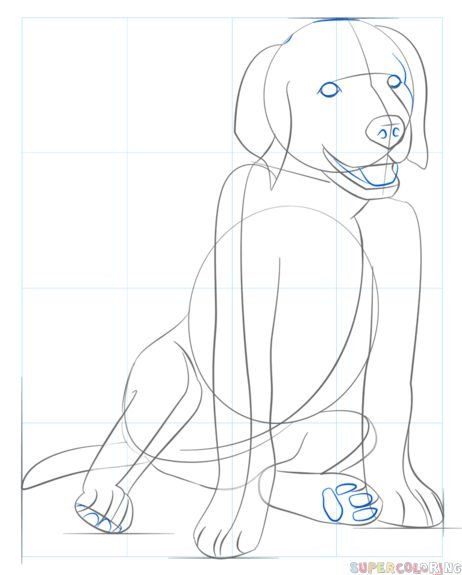 Нарисовать лабрадора поэтапно