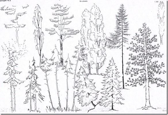Раскраска деревья в лесу