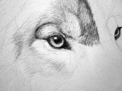 Глаза животных простым карандашом