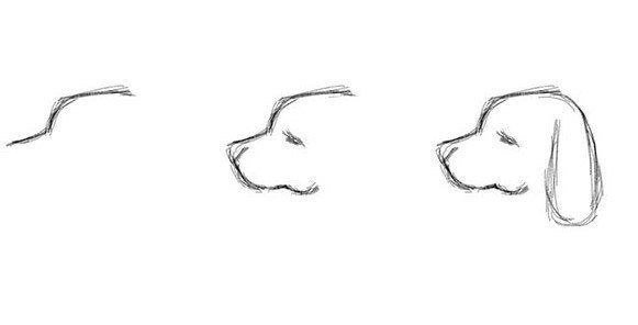 Рисунок лицо собаки карандашом для детей