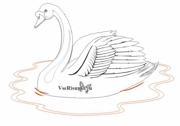 Лебедь рисунок карандашом