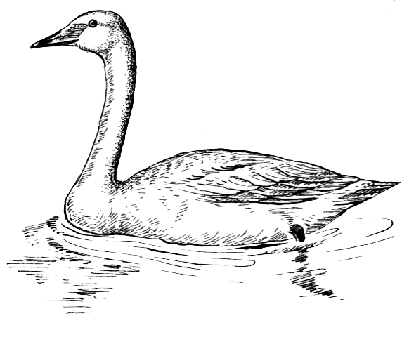 Лебедь рисунок карандашом
