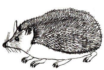 Ушастый еж рисунок карандашом легко (45 фото)