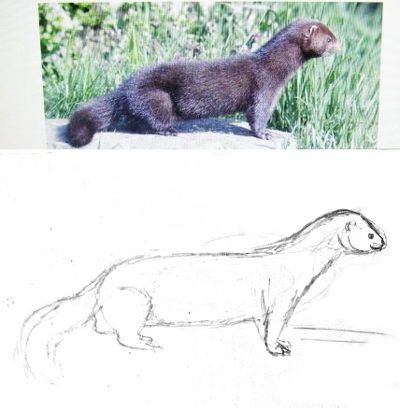 Норка рисунок карандашом