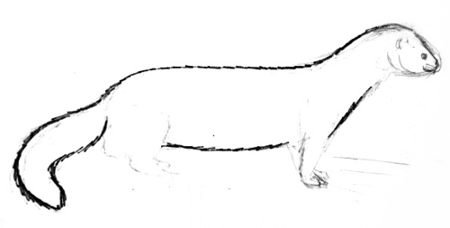 Наброски норки в движении